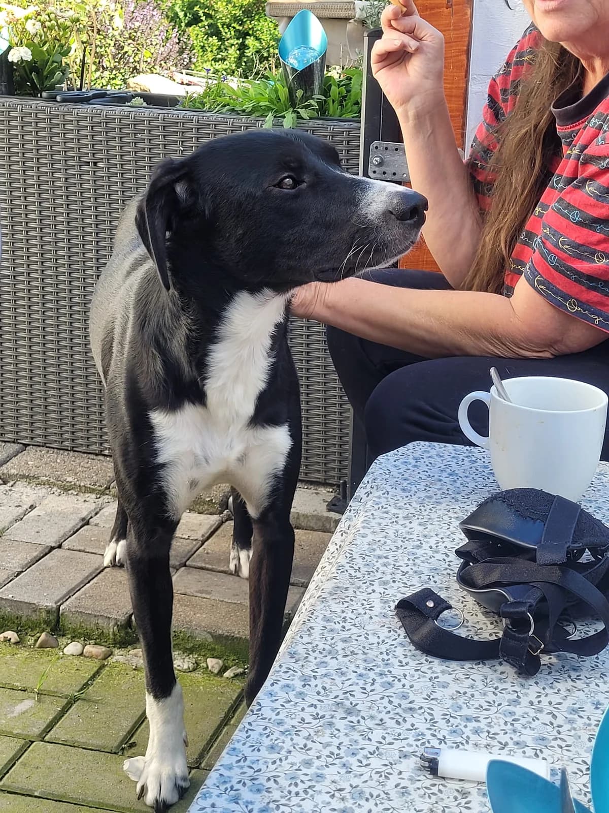 Mailo * ca. 06/2021,  5yo Mixed Breed for adoption at Strays United e.V.
