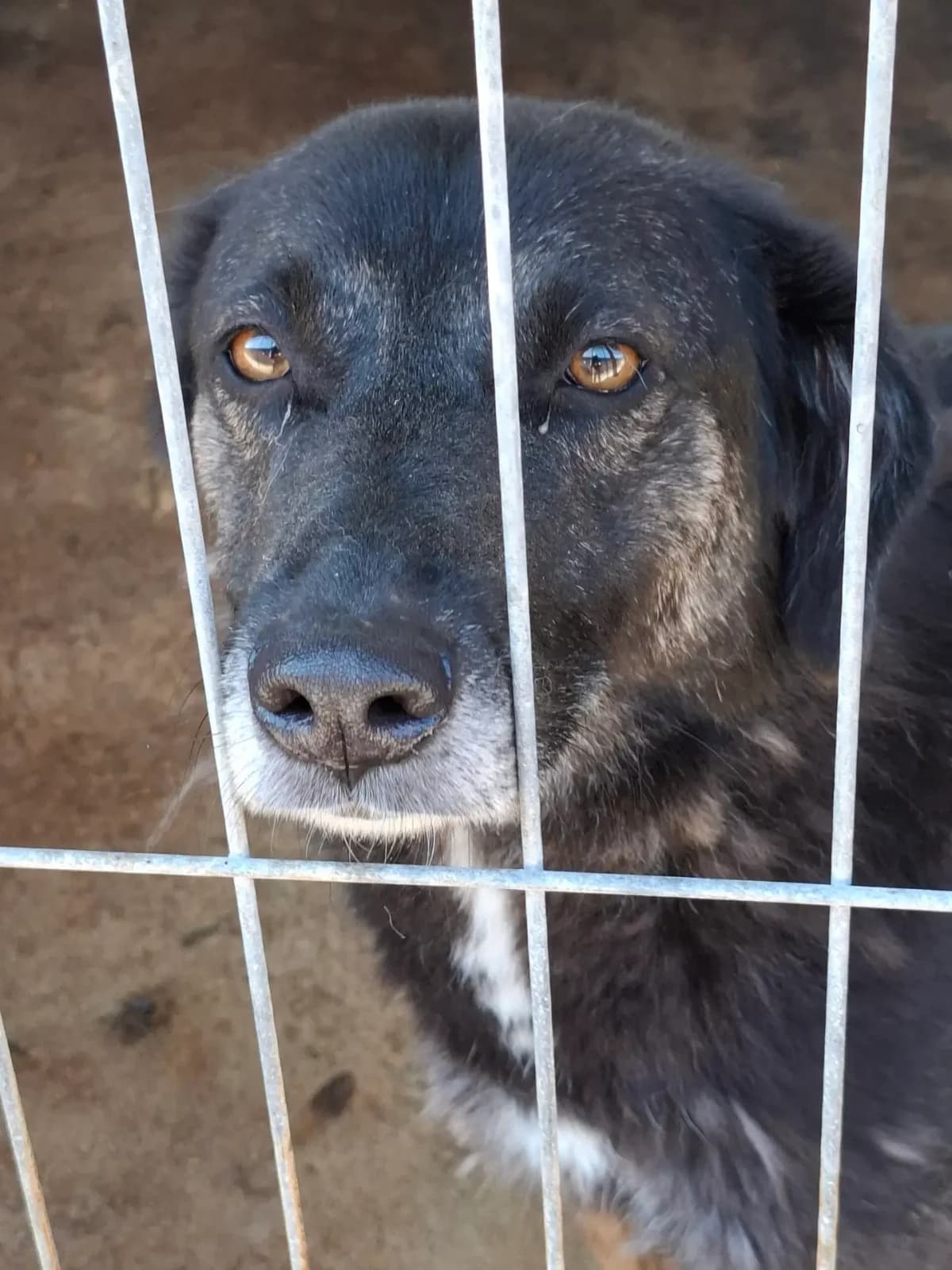 Rocco *ca. 09/2021, 5yo Mixed Breed for adoption at Strays United e.V.