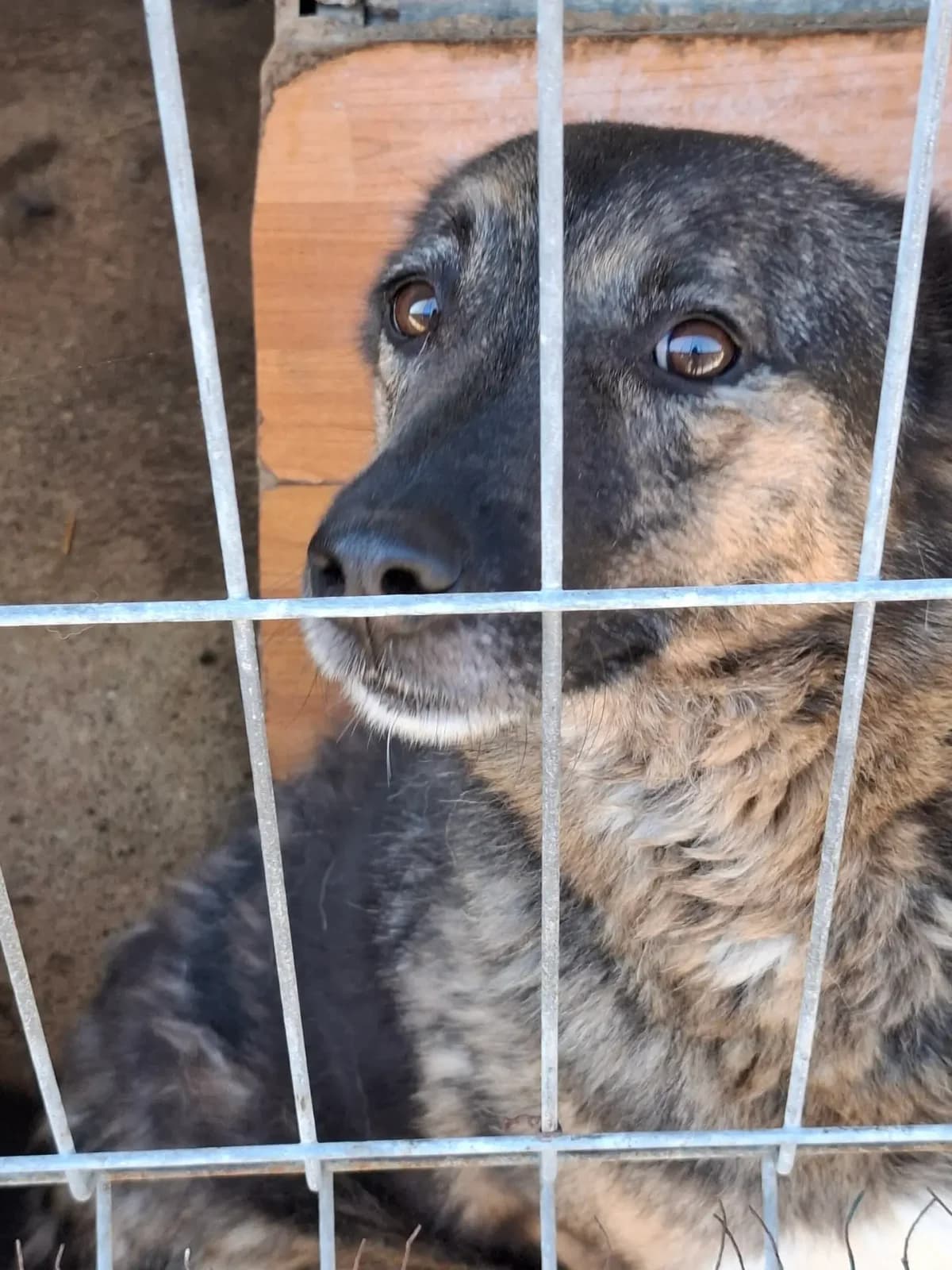 Jace *ca. 09/2021,  5yo Mixed Breed for adoption at Strays United e.V.