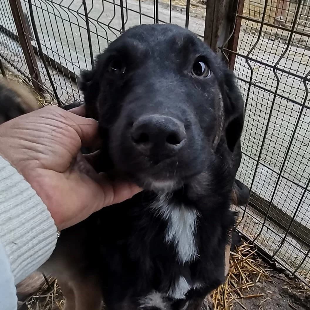 Blacky *ca. 09/2021,  5yo Mixed Breed for adoption at Strays United e.V.