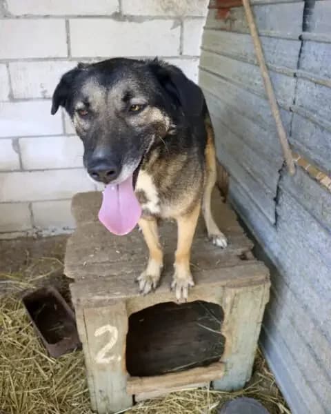 Jacko *09/2021,  5yo Mixed Breed for adoption at Strays United e.V.