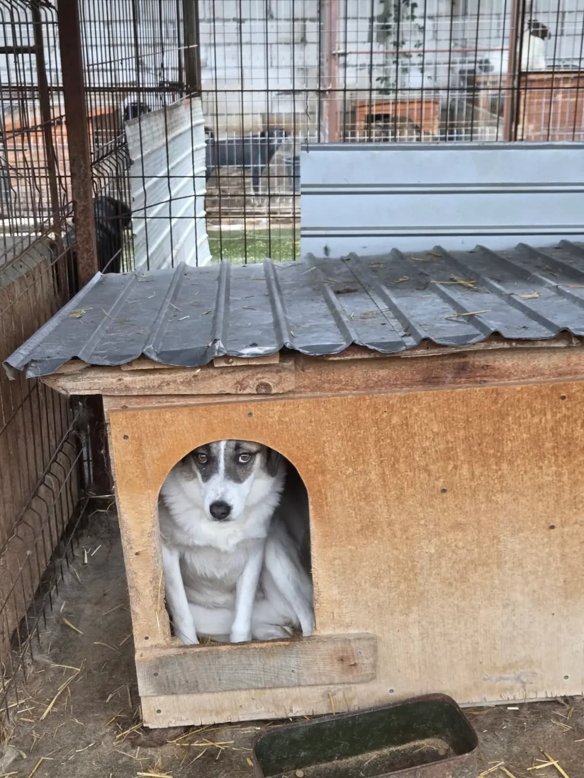 Kitty *12/2021, 5yo Mixed Breed for adoption at Strays United e.V.
