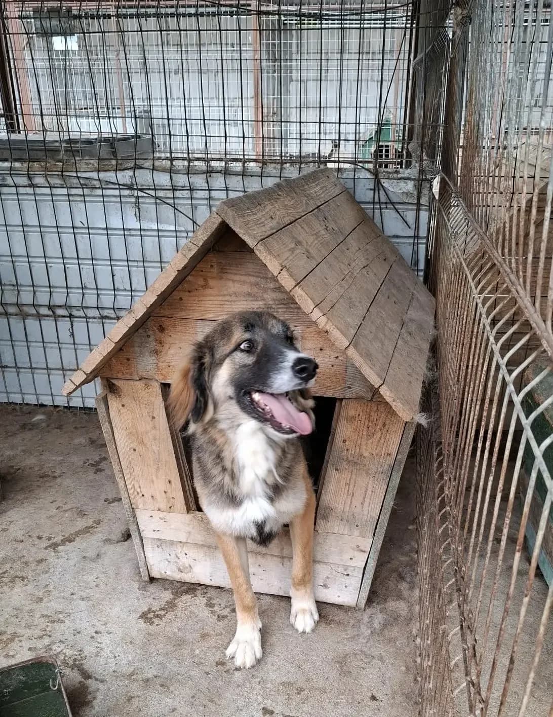 Keks *12/2021,  5yo Mixed Breed for adoption at Strays United e.V.