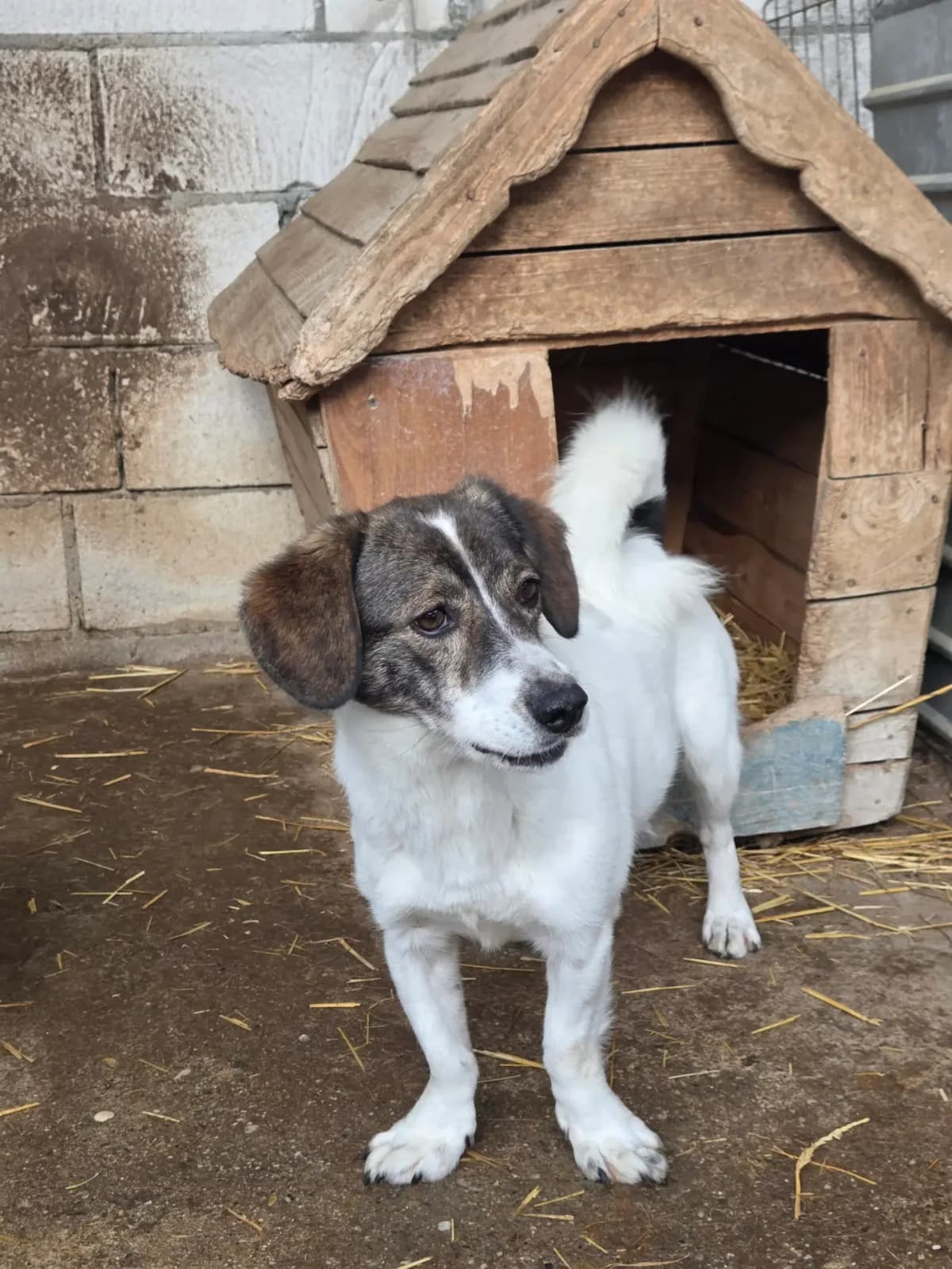 Nori *11/2021, 5yo Mixed Breed for adoption at Strays United e.V.
