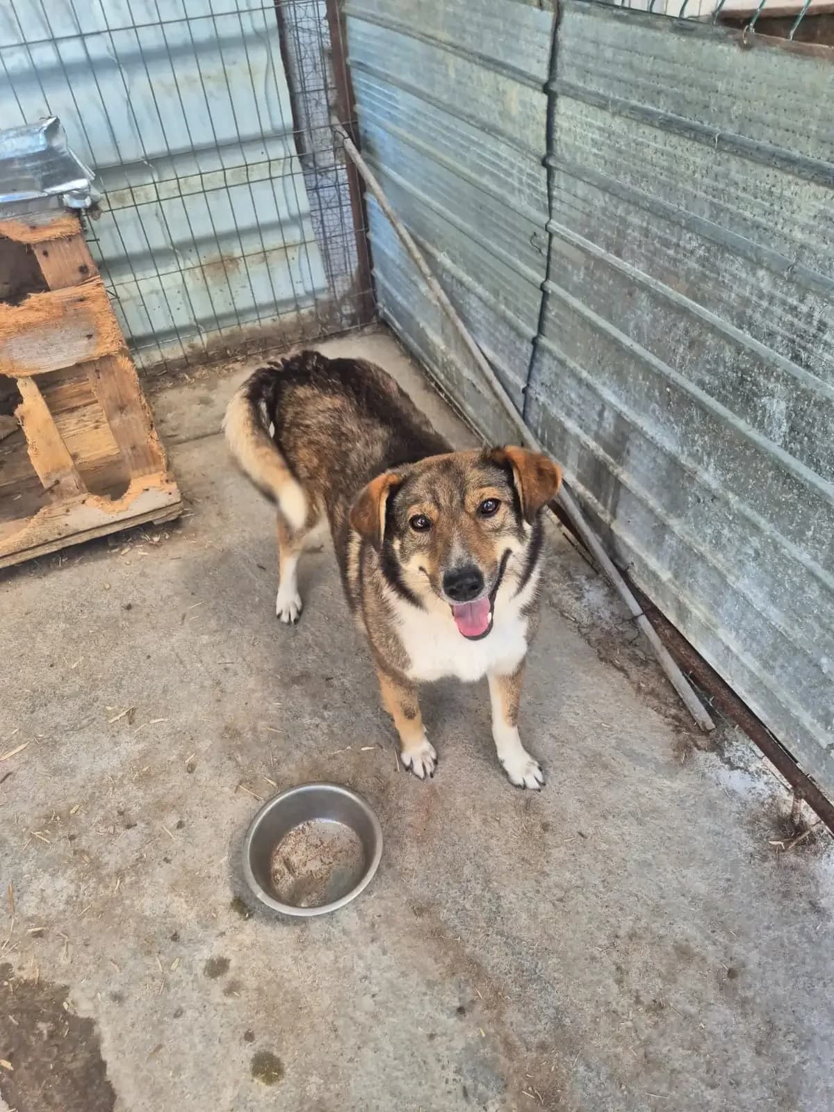 Lucy *2018,  senior Mixed Breed for adoption at Strays United e.V.