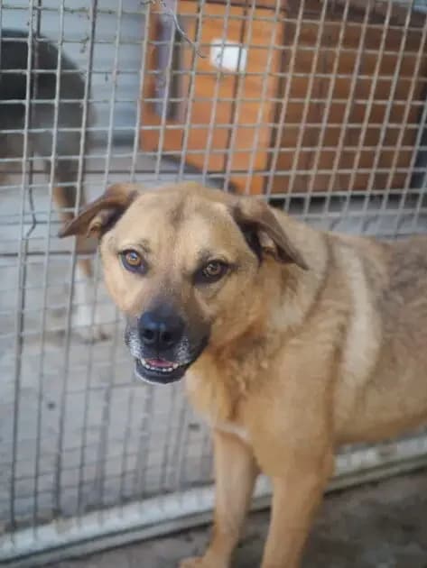 Kaja *05/2022,  4yo Mixed Breed for adoption at Strays United e.V.