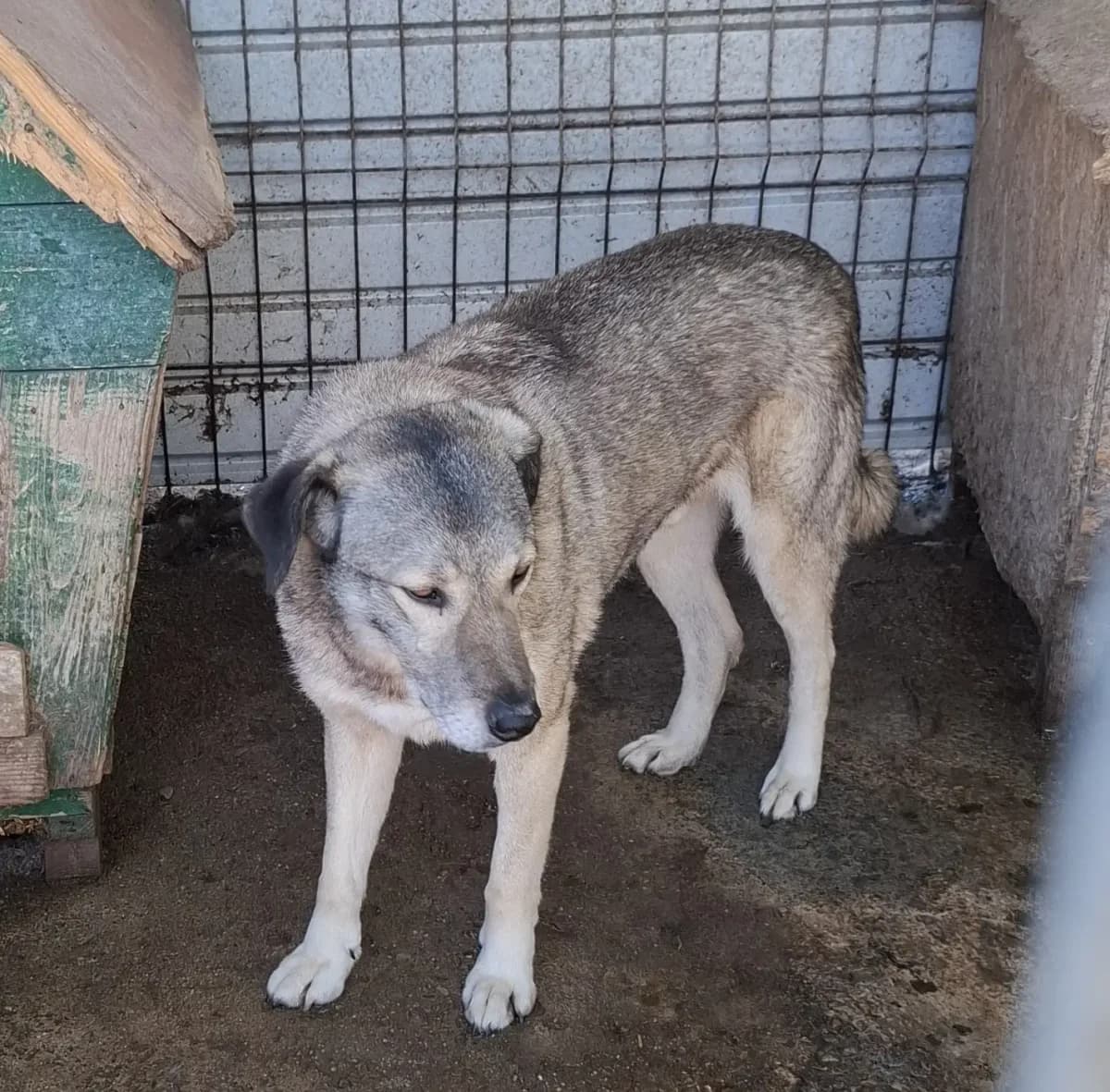 Grey *2019,  7yo Mixed Breed for adoption at Strays United e.V.