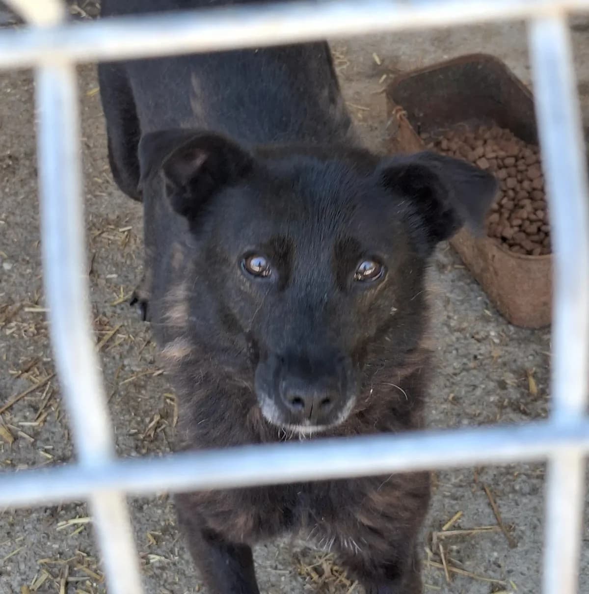 Bria *2019,  7yo Mixed Breed for adoption at Strays United e.V.