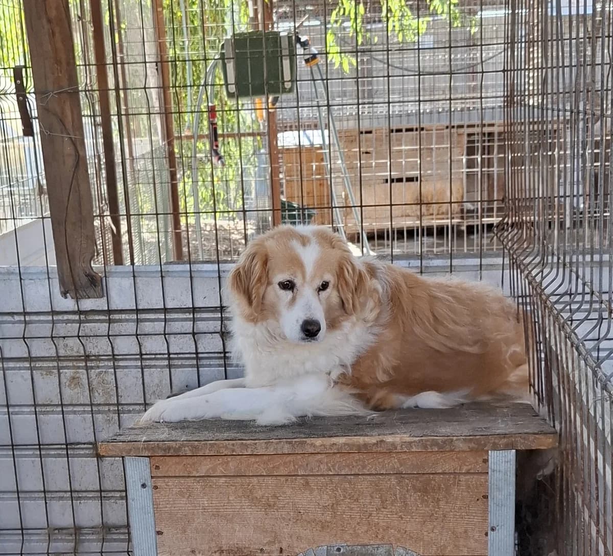 Piri *2019,  7yo Mixed Breed for adoption at Strays United e.V.