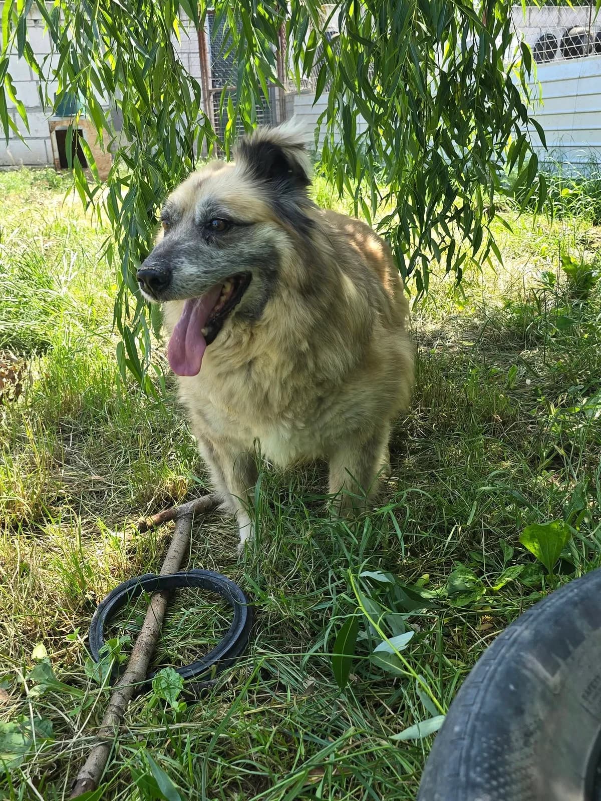 Prinz (*ca. 2018),  senior Mixed Breed for adoption at Strays United e.V.