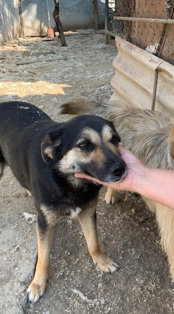 Ronja *5/2022,  4yo Mixed Breed for adoption at Strays United e.V.