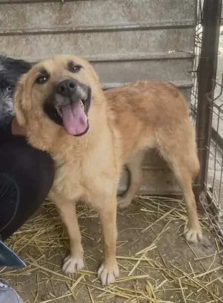 Maya *10/2022,  4yo Mixed Breed for adoption at Strays United e.V.