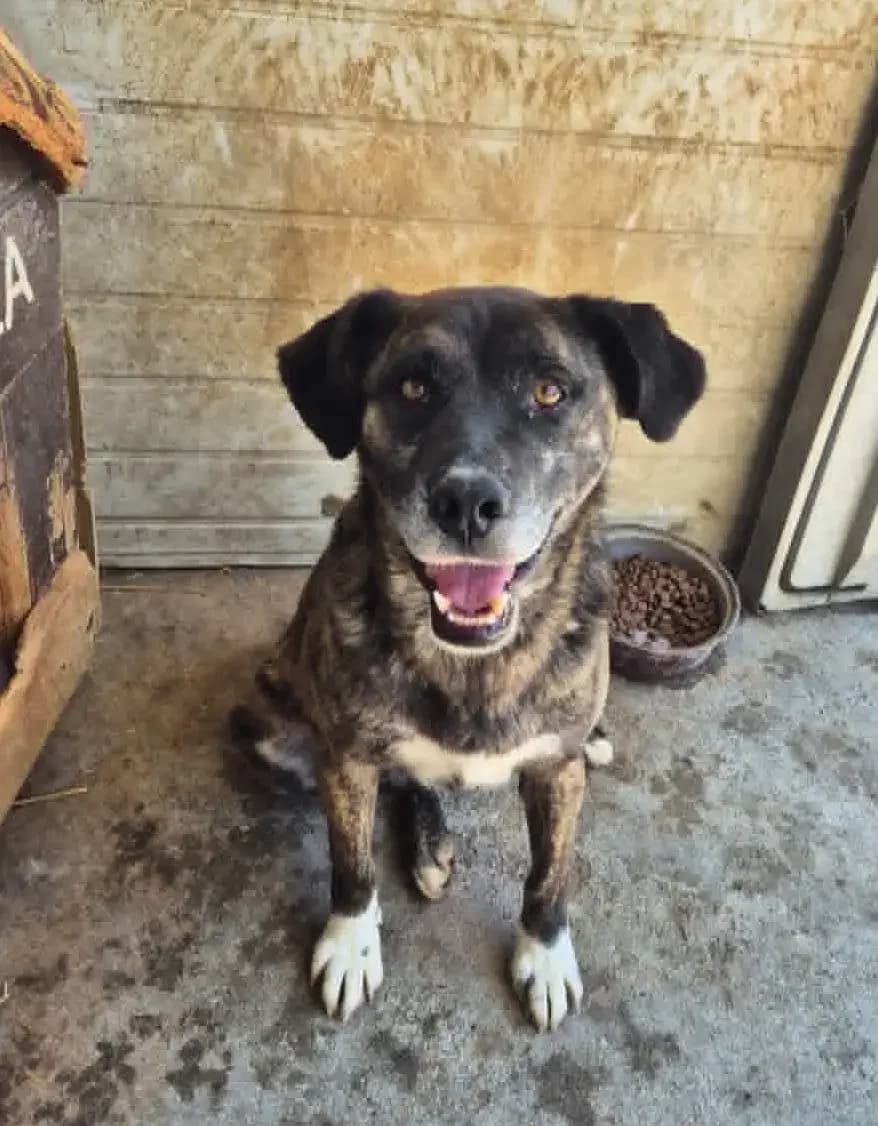 Mikelina *05.2022,  4yo Mixed Breed for adoption at Strays United e.V.