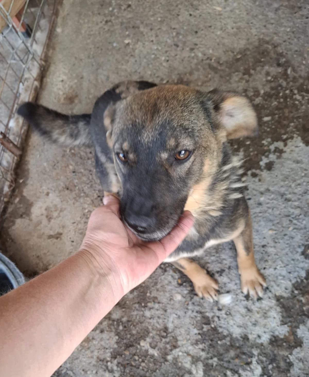 Tessa *06/2022, 4yo Mixed Breed for adoption at Strays United e.V.