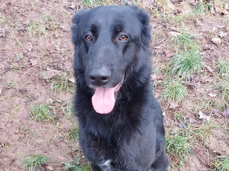 Faru (Vermittlungshilfe), male 5yo mixed breed for adoption at Streetdogs Madeira e.V., Illingen