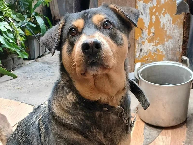 Jamaica (Vermittlungshilfe), female 7yo Mixed Breed for adoption at Streetdogs Madeira e.V., Illingen