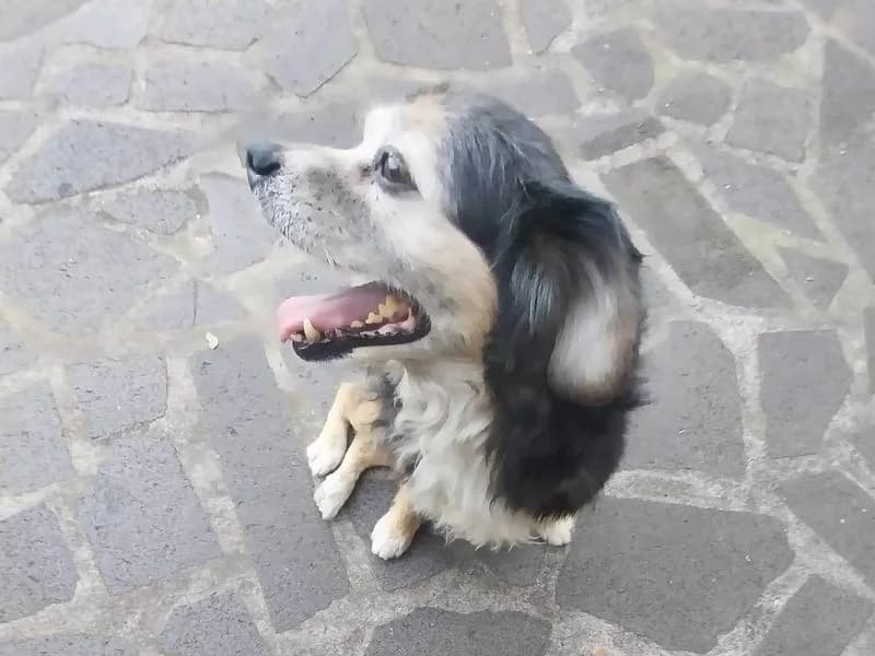 Piloto, male Mixed Breed for adoption at Streetdogs Madeira e.V. — photo 2 of 4