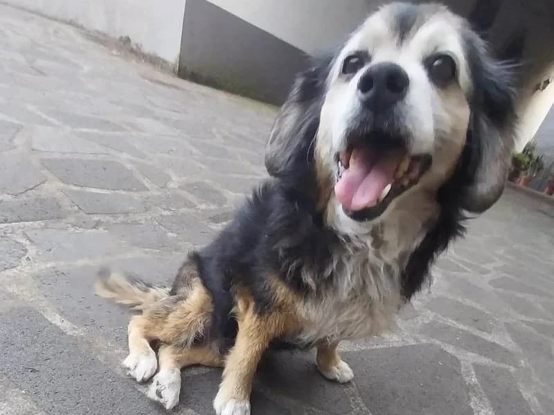 Piloto, male Mixed Breed for adoption at Streetdogs Madeira e.V. — photo 3 of 4