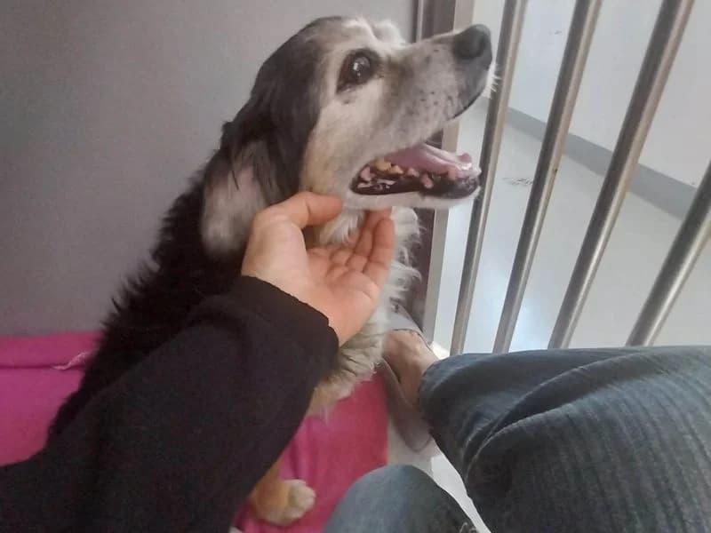 Piloto, male Mixed Breed for adoption at Streetdogs Madeira e.V. — photo 4 of 4