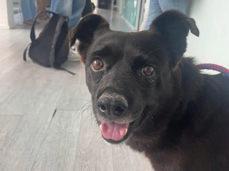 Skippy (Vermittlungshilfe), male senior Mixed Breed for adoption at Streetdogs Madeira e.V., Illingen