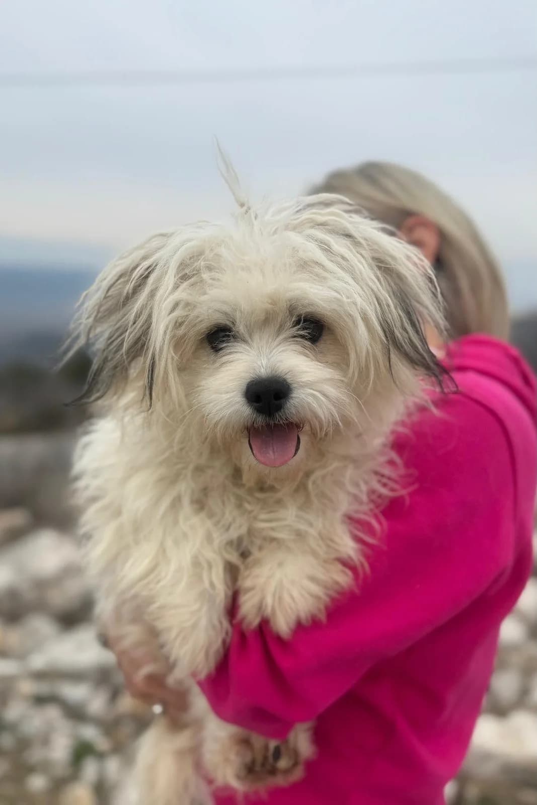 Anouk, female puppy Mixed Breed for adoption at Streunerglück e.V., München