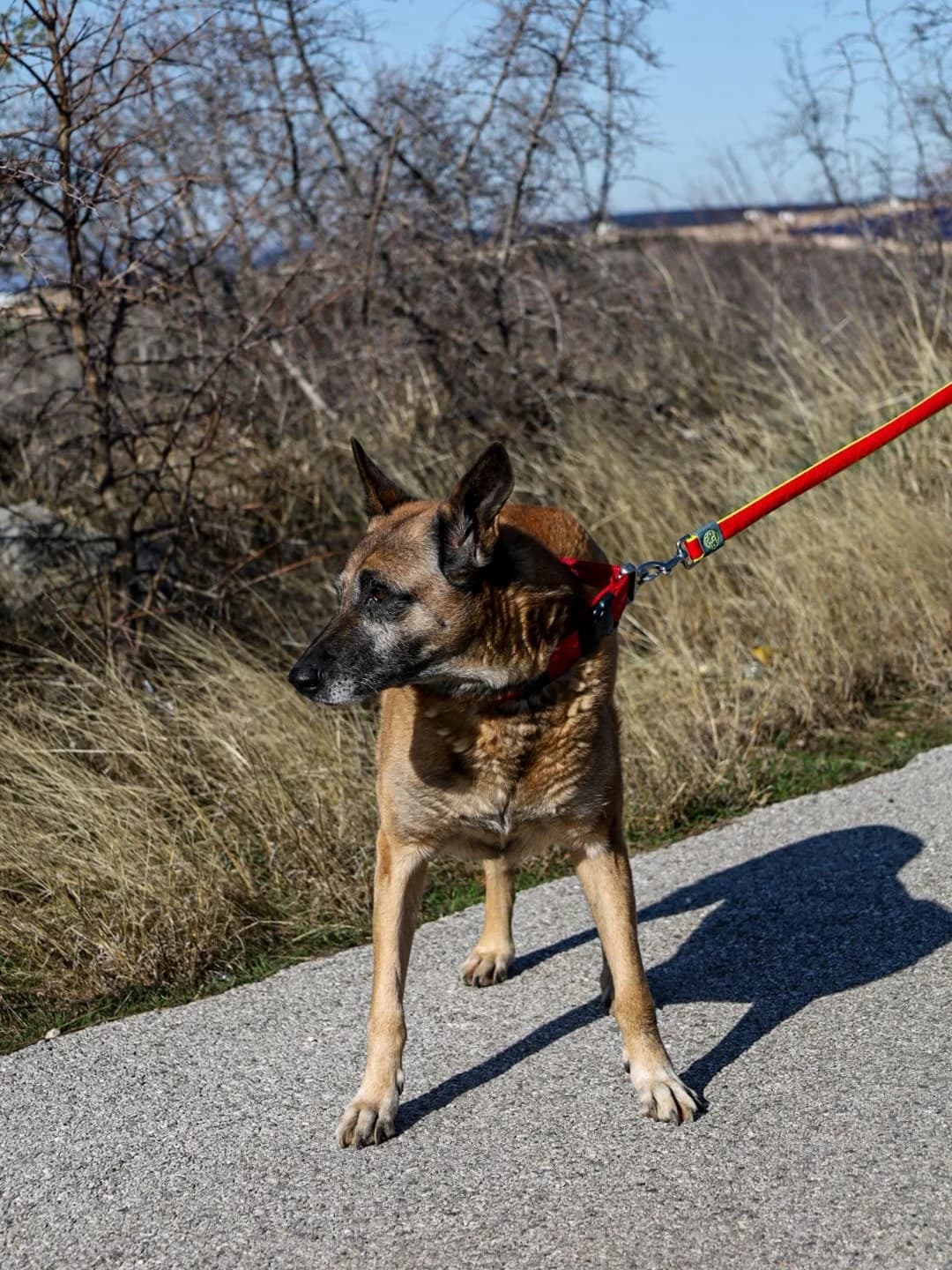 Ben, male puppy Belgian Malinois for adoption at Streunerglück e.V., München