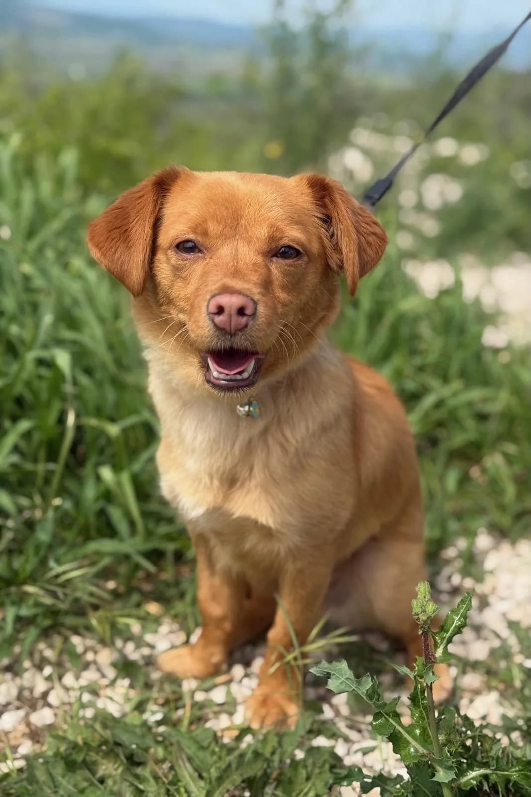Billie, female puppy Mixed Breed for adoption at Streunerglück e.V., München