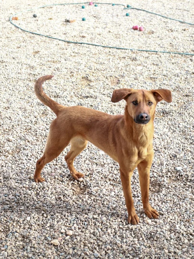 Bjarne, male Mixed Breed for adoption at Streunerglück e.V.