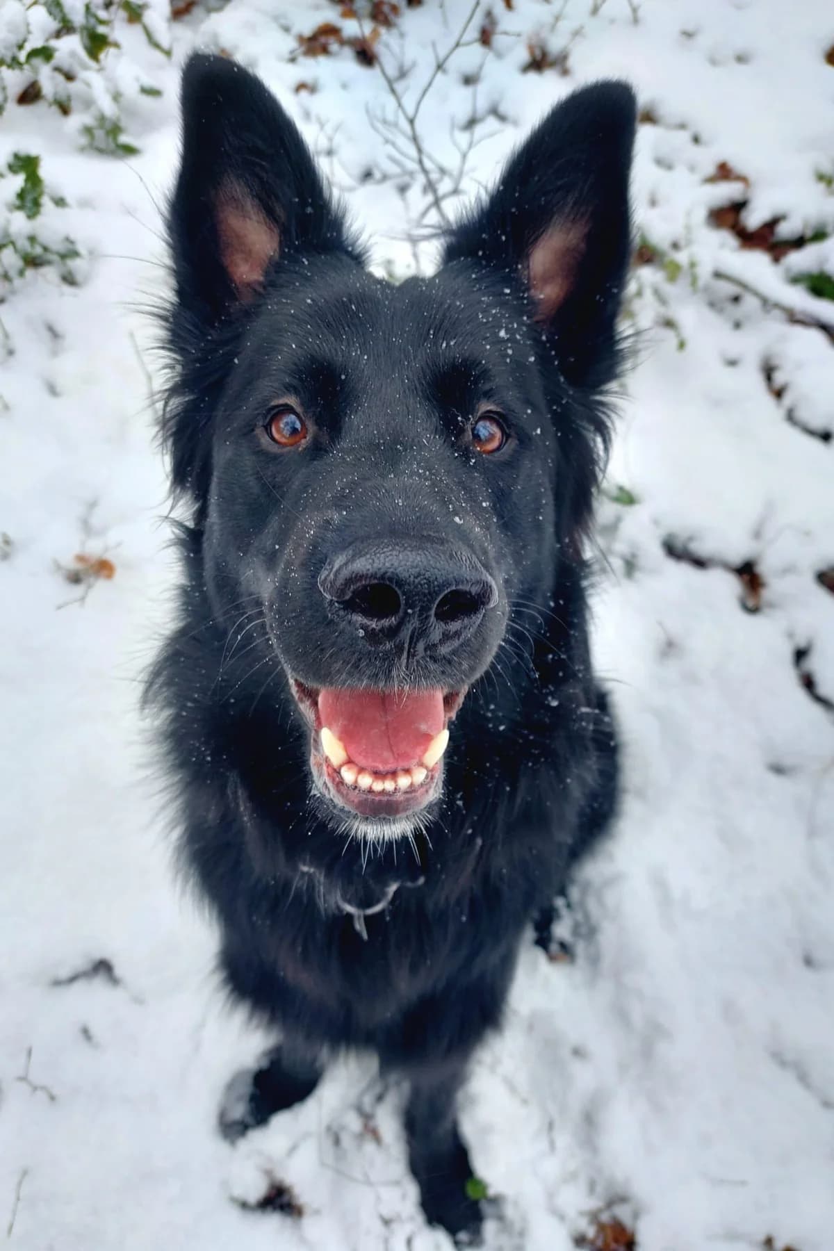 Bodhi, male Mixed Breed for adoption at Streunerglück e.V., München