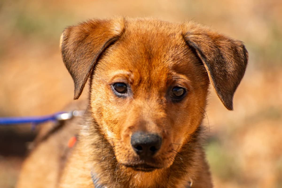 Bruno, male puppy Mixed Breed for adoption at Streunerglück e.V., München