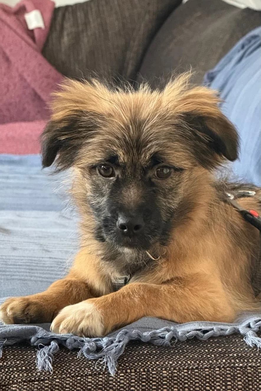 Caddie, female Mixed Breed for adoption at Streunerglück e.V., München