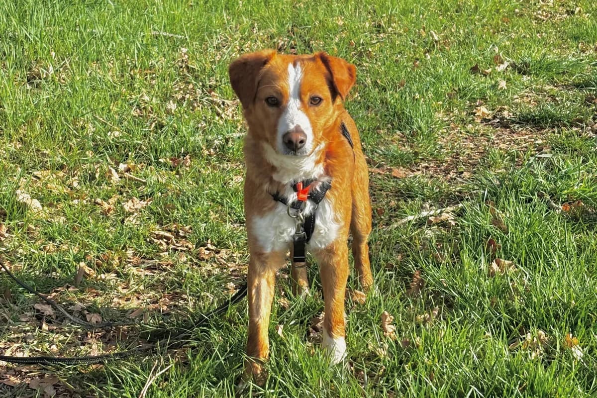 Chilli, male Mixed Breed for adoption at Streunerglück e.V., München