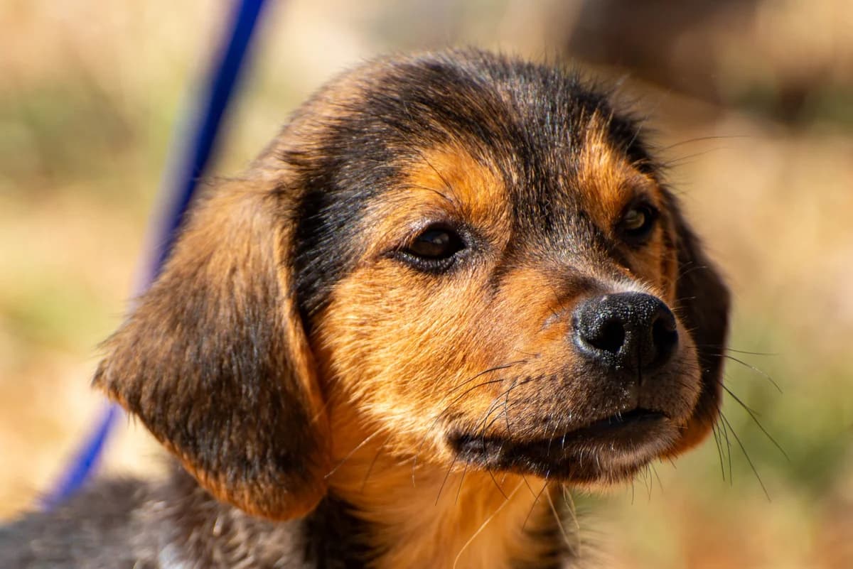 Cleo, female puppy Mixed Breed for adoption at Streunerglück e.V., München
