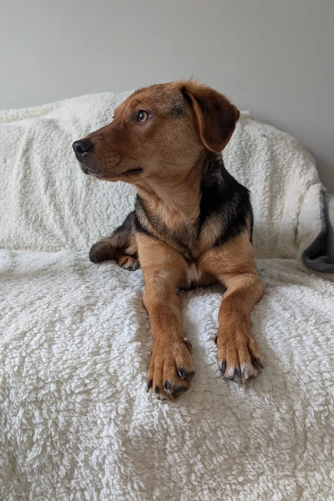 Elara, female Mixed Breed for adoption at Streunerglück e.V.