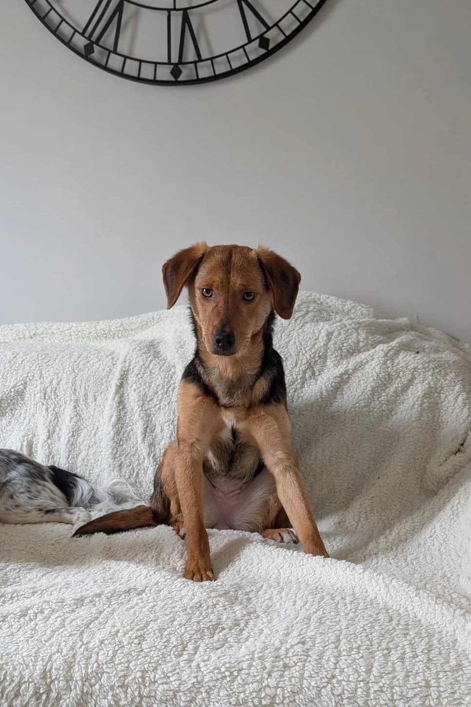 Elara, female Mixed Breed for adoption at Streunerglück e.V. — photo 2 of 35