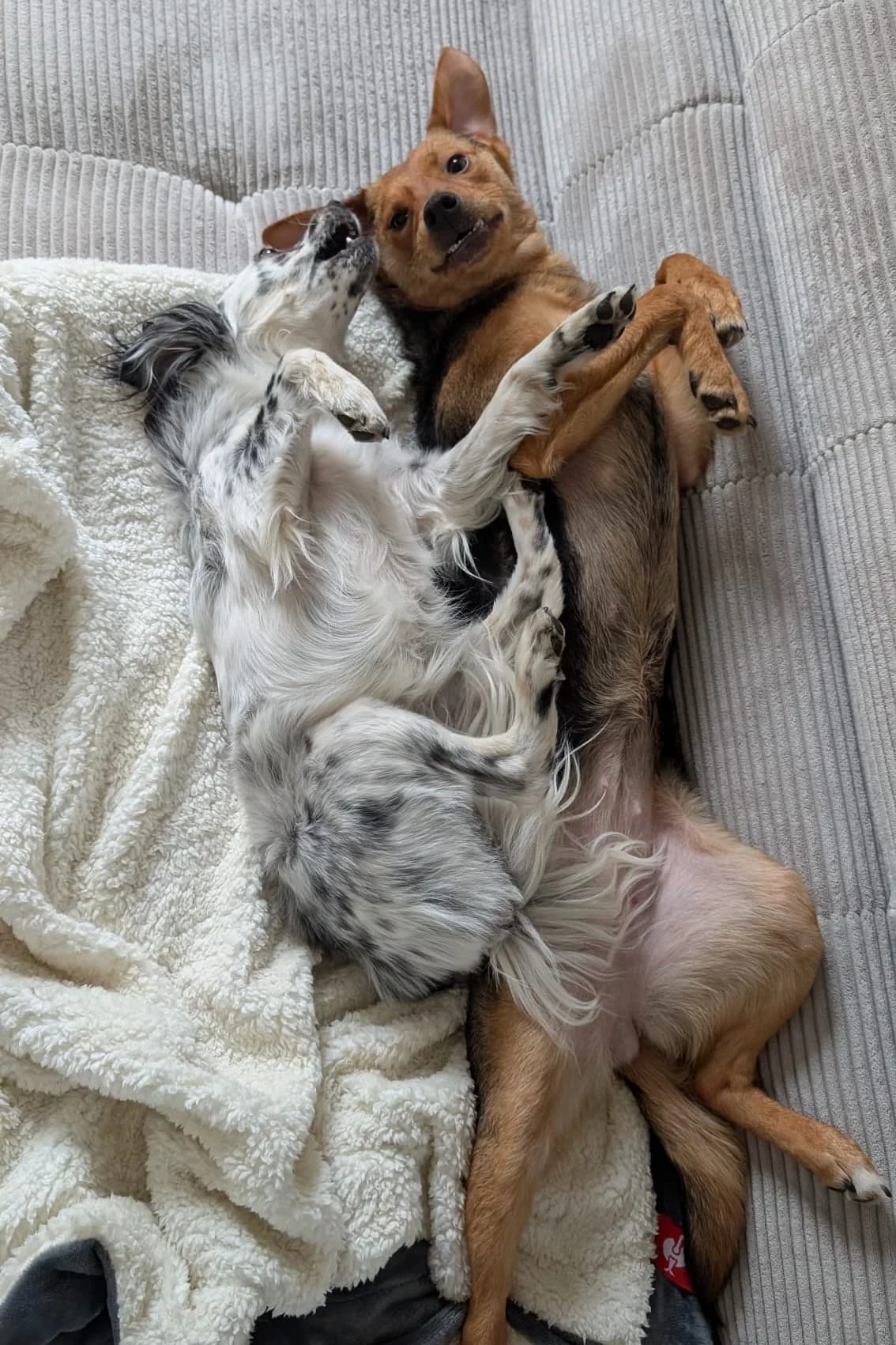 Elara, female Mixed Breed for adoption at Streunerglück e.V. — photo 3 of 35