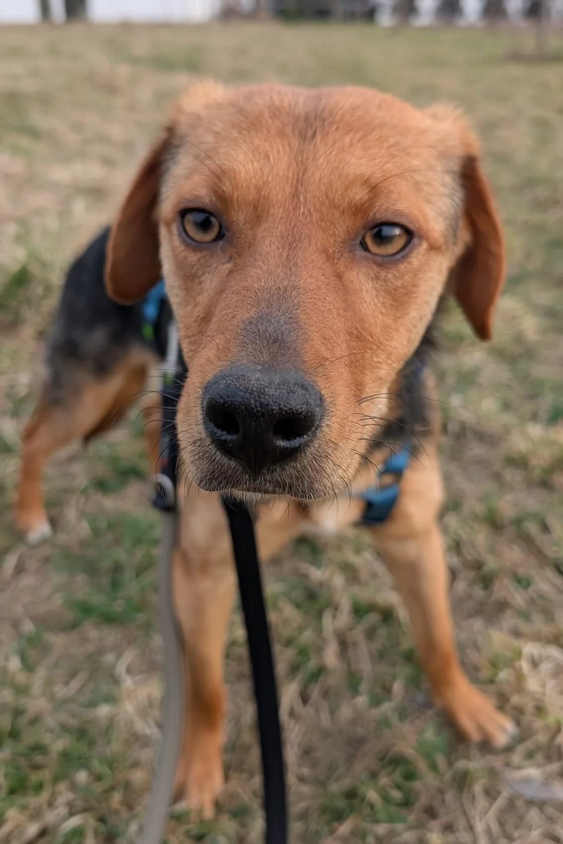 Elara, female Mixed Breed for adoption at Streunerglück e.V. — photo 4 of 35