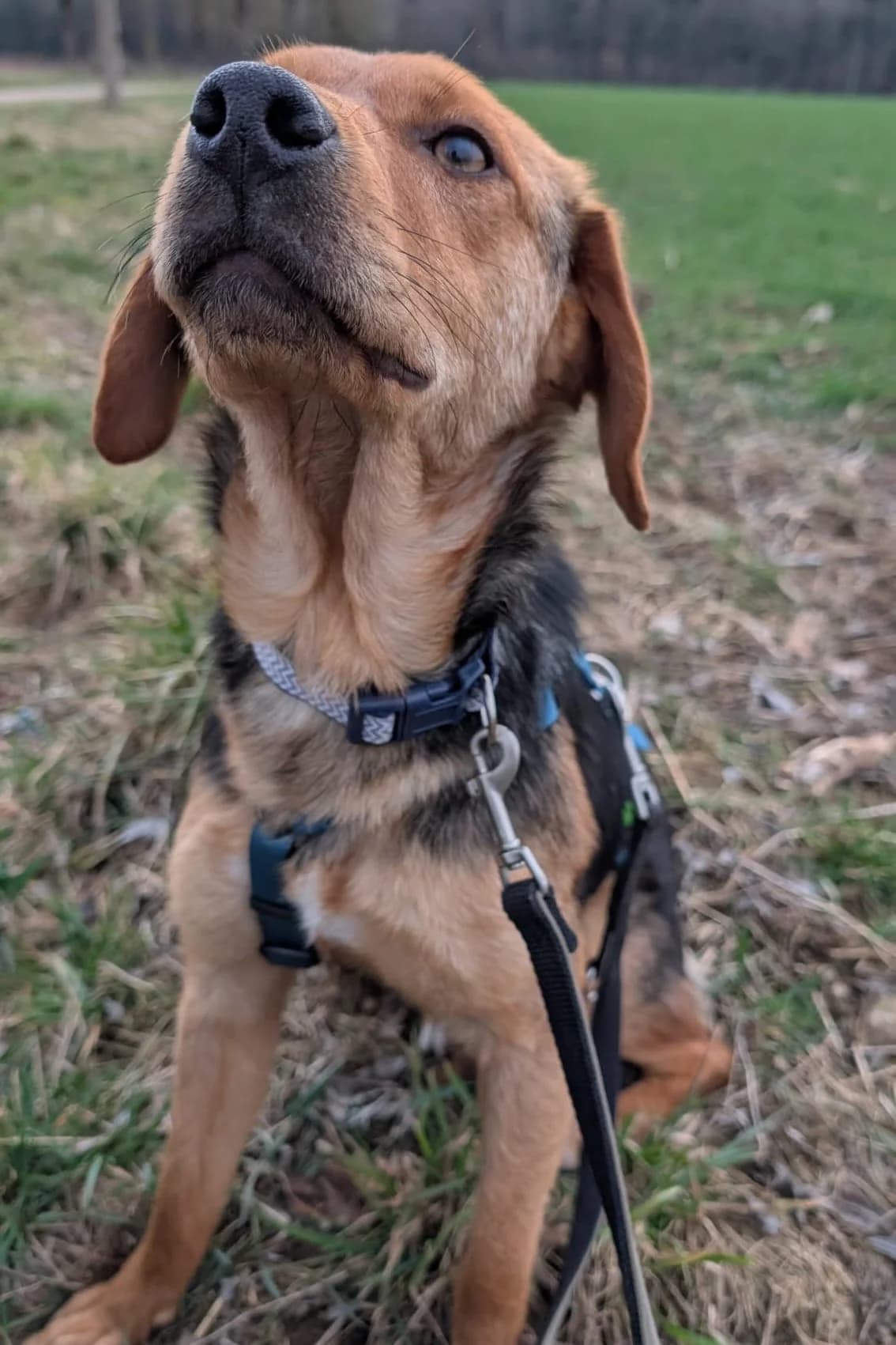Elara, female Mixed Breed for adoption at Streunerglück e.V. — photo 5 of 35