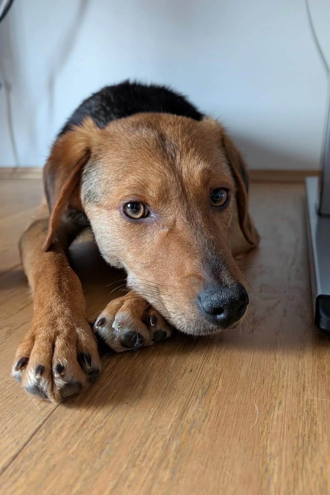 Elara, female Mixed Breed for adoption at Streunerglück e.V. — photo 6 of 35