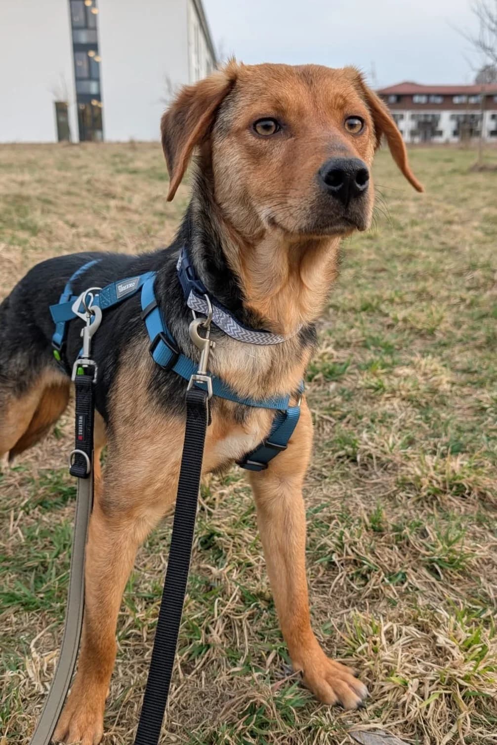 Elara, female Mixed Breed for adoption at Streunerglück e.V. — photo 7 of 35