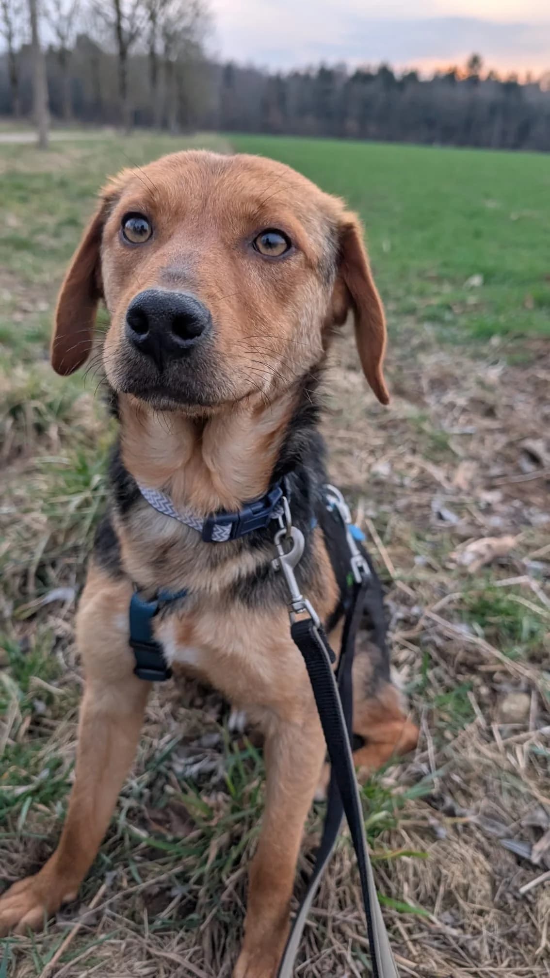Elara, female Mixed Breed for adoption at Streunerglück e.V. — photo 8 of 35