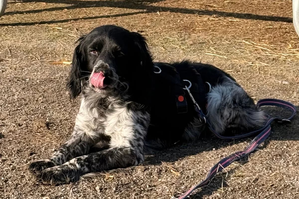 Flek, male Mixed Breed for adoption at Streunerglück e.V.
