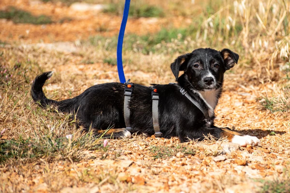 Greta, female puppy Mixed Breed for adoption at Streunerglück e.V., München