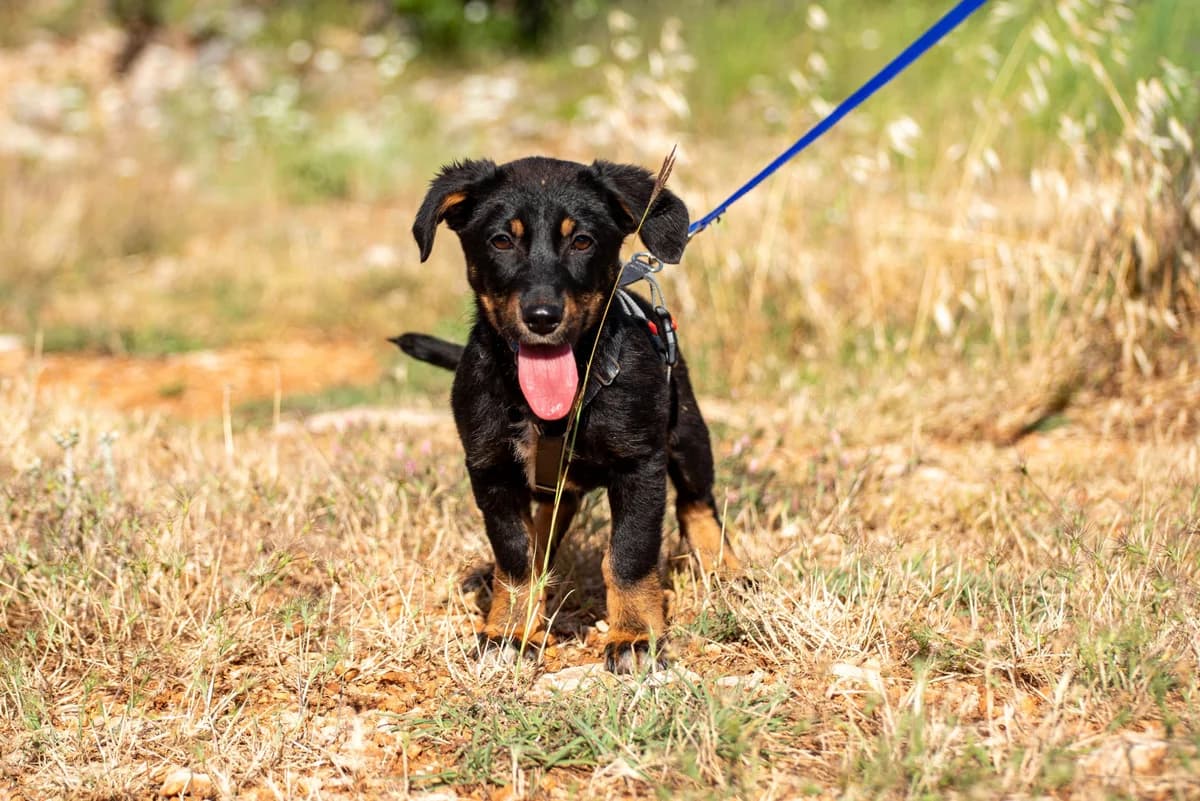 Hazel, female puppy Mixed Breed for adoption at Streunerglück e.V., München