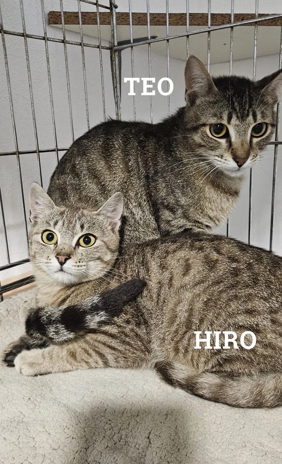 Hiro & Teo, male Mixed Breed for adoption at Streunerglück e.V., München