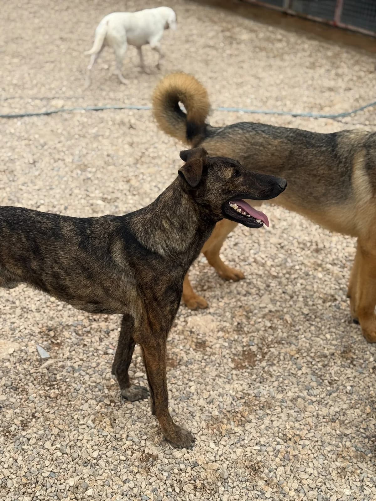 Hoku, male Mixed Breed for adoption at Streunerglück e.V., München