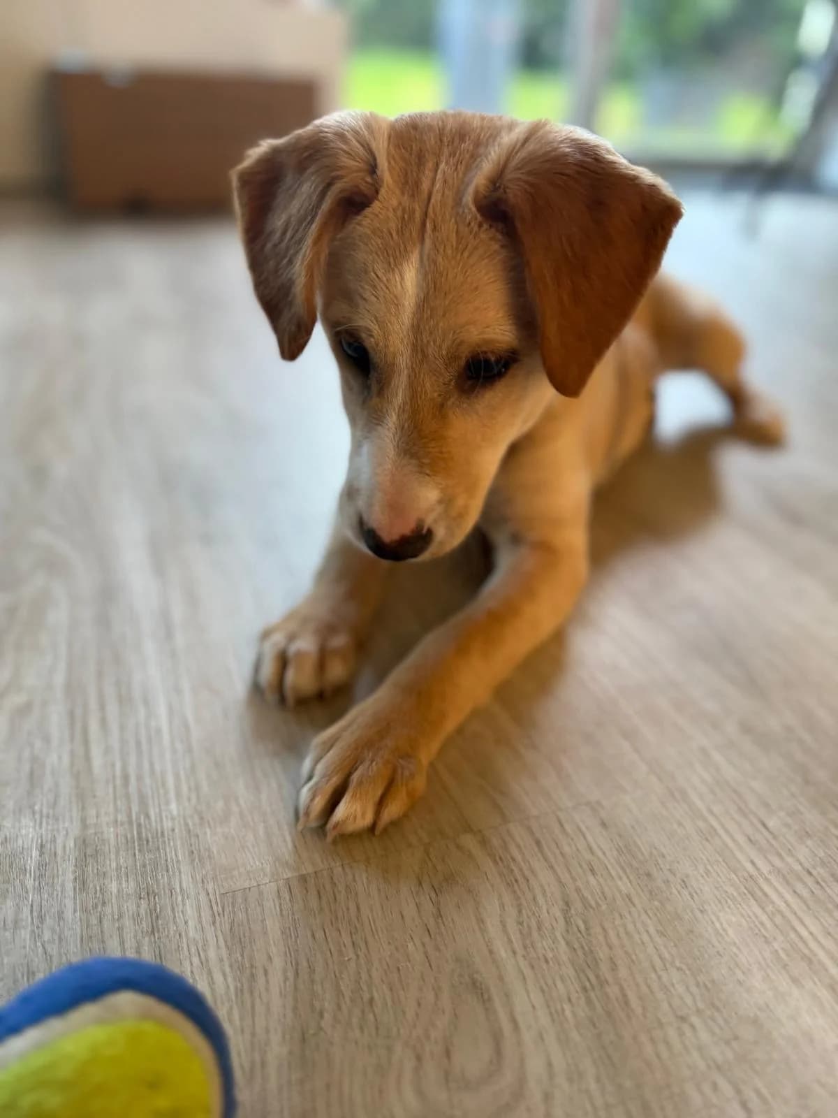 Ivy, female Mixed Breed for adoption at Streunerglück e.V., München
