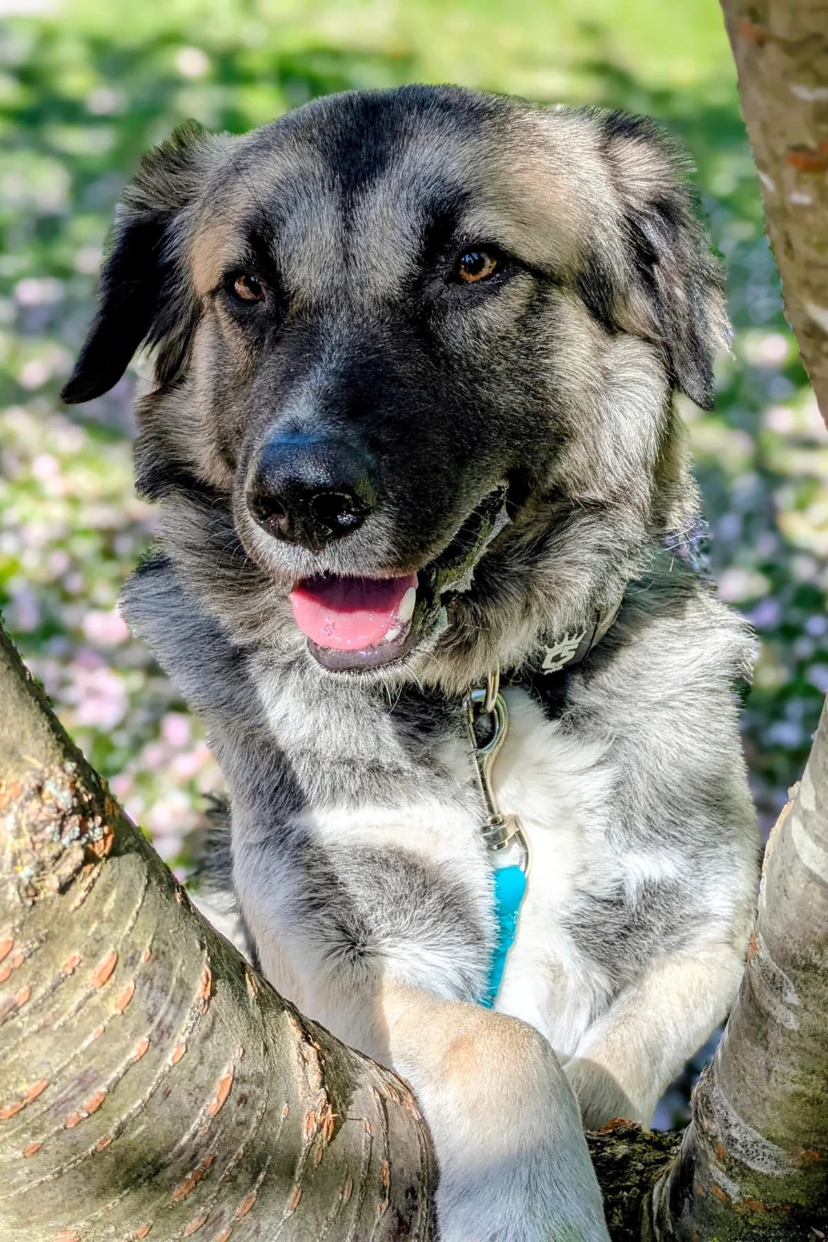 Kai, male Mixed Breed for adoption at Streunerglück e.V., München