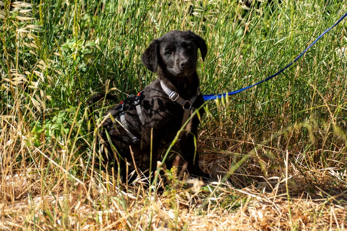 Kuro, male puppy Mixed Breed for adoption at Streunerglück e.V., München