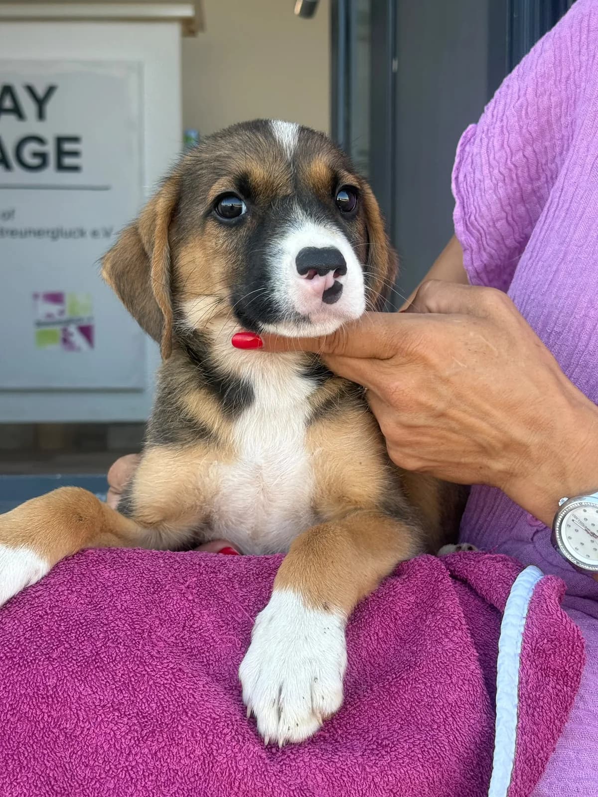 Lando, male puppy Mixed Breed for adoption at Streunerglück e.V., München